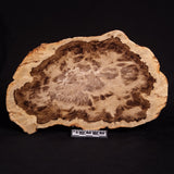 PETRIFIED WOOD DONPONOXYLON BENNETTII, Cretaceous, Australia ZDW007