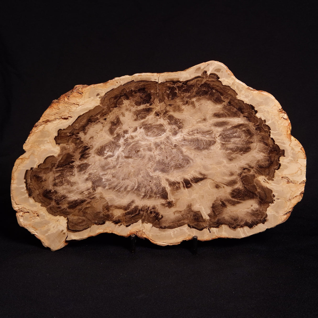 PETRIFIED WOOD DONPONOXYLON BENNETTII, Cretaceous, Australia ZDW007