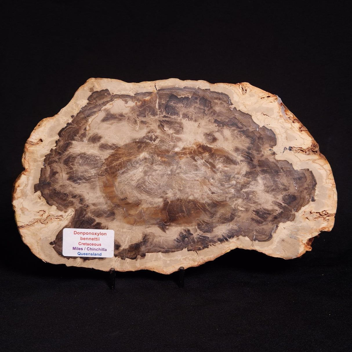 PETRIFIED WOOD DONPONOXYLON BENNETTII, Cretaceous, Australia ZDW007