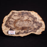 PETRIFIED WOOD DONPONOXYLON BENNETTII, Cretaceous, Australia ZDW007