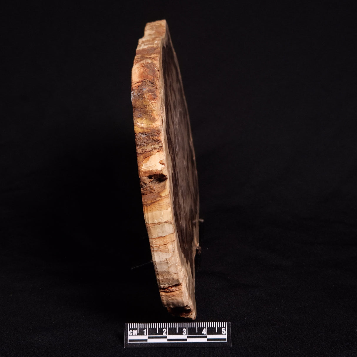 PETRIFIED WOOD DONPONOXYLON BENNETTII, Cretaceous, Australia ZDW007