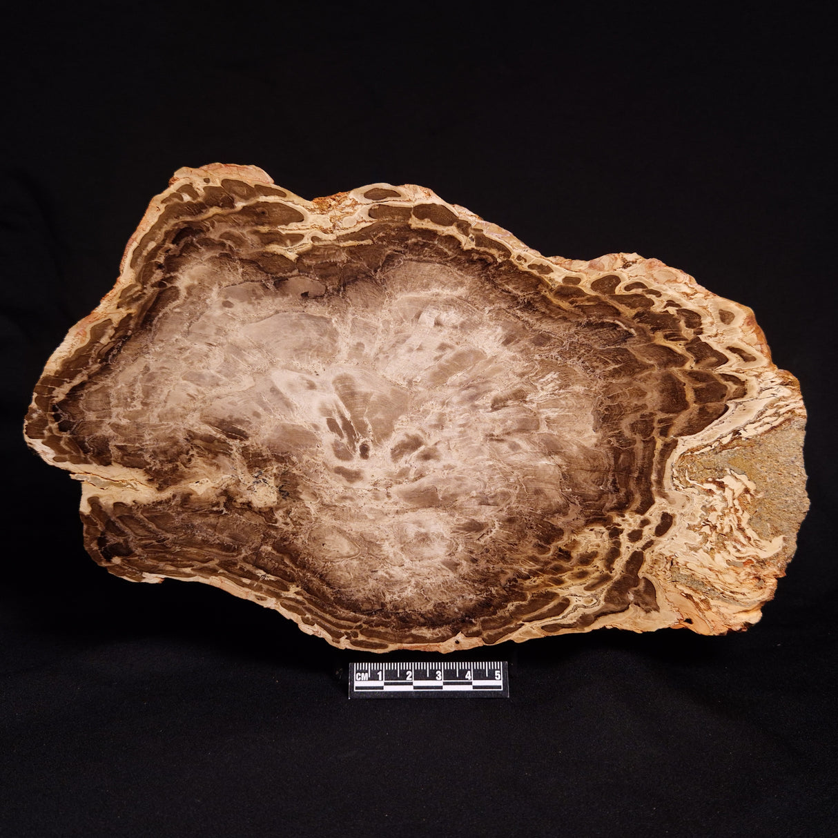 PETRIFIED WOOD DONPONOXYLON BENNETTII, Cretaceous, Australia ZDW008