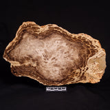 PETRIFIED WOOD DONPONOXYLON BENNETTII, Cretaceous, Australia ZDW008