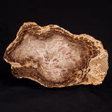 PETRIFIED WOOD DONPONOXYLON BENNETTII, Cretaceous, Australia ZDW008