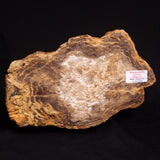 PETRIFIED WOOD DONPONOXYLON BENNETTII, Cretaceous, Australia ZDW008