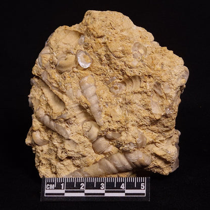 TURRITELLA SELENITE REPLACED, Miocene, Australia XSH003