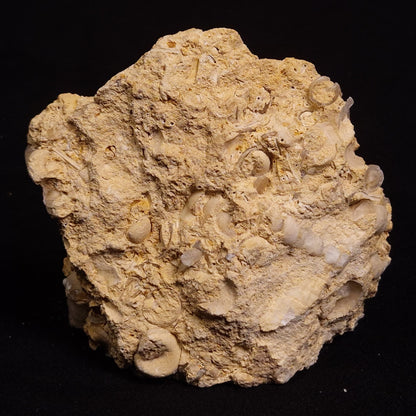 TURRITELLA SELENITE REPLACED, Miocene, Australia XSH003