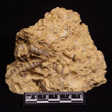TURRITELLA SELENITE REPLACED, Miocene, Australia XSH004