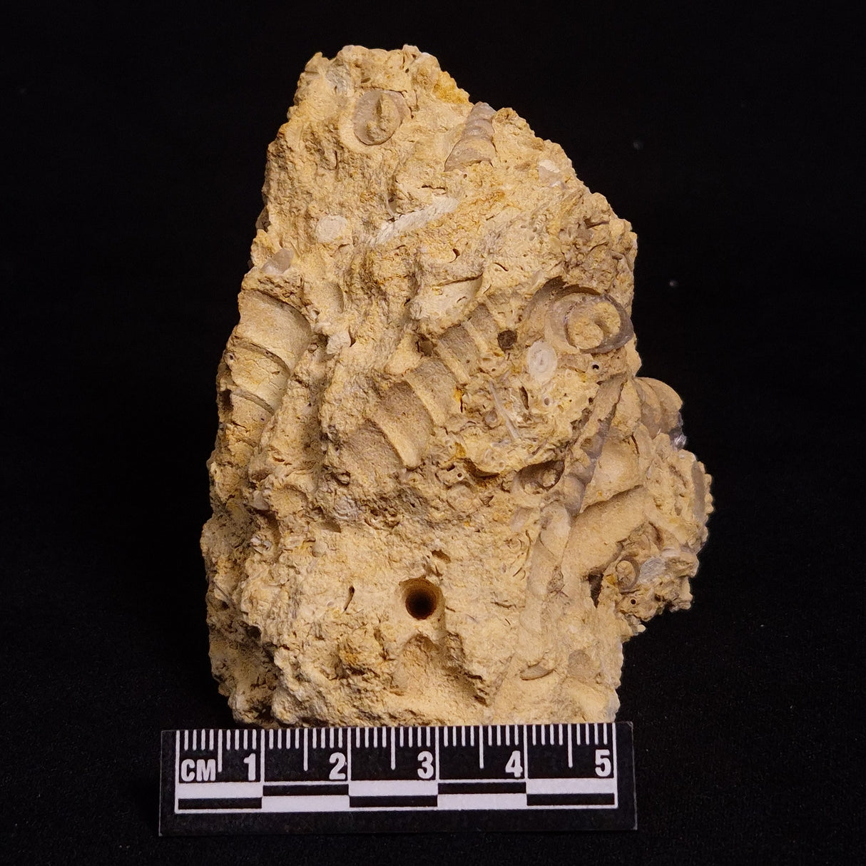 TURRITELLA SELENITE REPLACED, Miocene, Australia XSH004