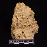 TURRITELLA SELENITE REPLACED, Miocene, Australia XSH004