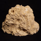 TURRITELLA SELENITE REPLACED, Miocene, Australia XSH004