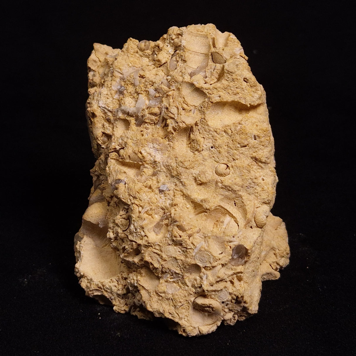 TURRITELLA SELENITE REPLACED, Miocene, Australia XSH004