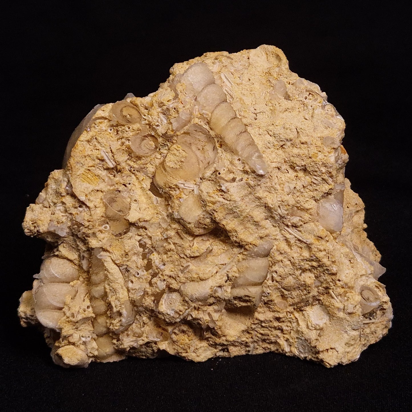 TURRITELLA SELENITE REPLACED, Miocene, Australia XSH005