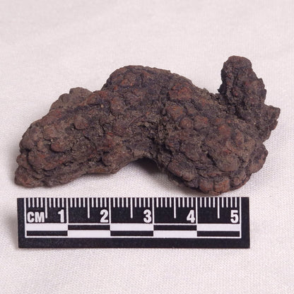 COPROLITE (FOSSILISED POO), Eocene, Madagascar XCF001