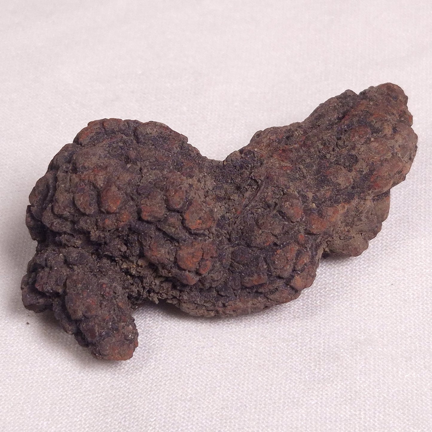 COPROLITE (FOSSILISED POO), Eocene, Madagascar XCF001