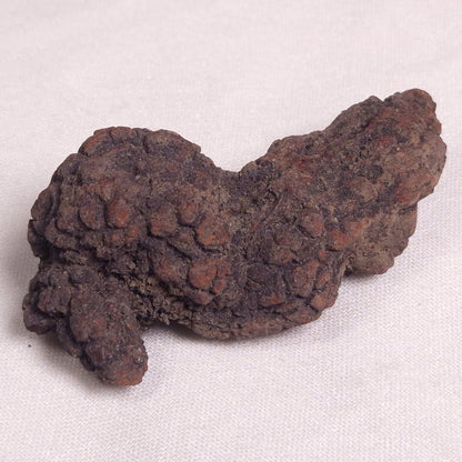 COPROLITE (FOSSILISED POO), Eocene, Madagascar XCF001