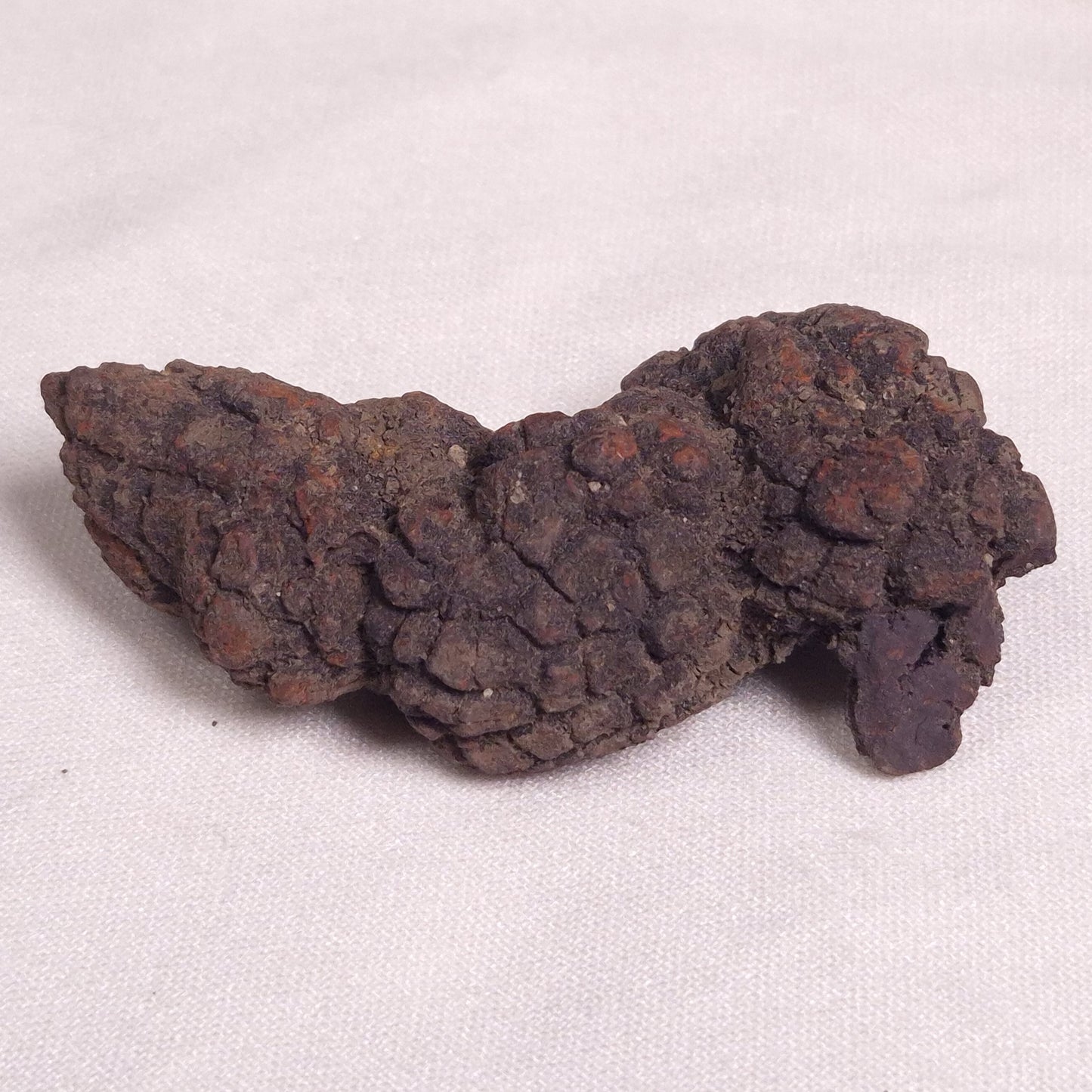 COPROLITE (FOSSILISED POO), Eocene, Madagascar XCF001