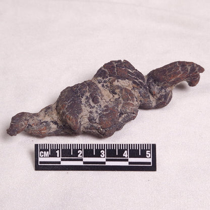 COPROLITE (FOSSILISED POO), Eocene, Madagascar XCF002