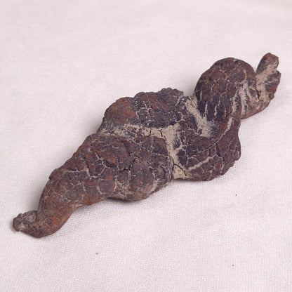COPROLITE (FOSSILISED POO), Eocene, Madagascar XCF002