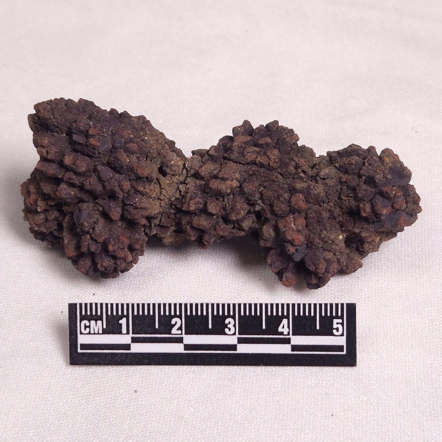 COPROLITE (FOSSILISED POO), Eocene, Madagascar XCF003