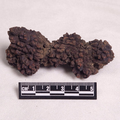 COPROLITE (FOSSILISED POO), Eocene, Madagascar XCF003