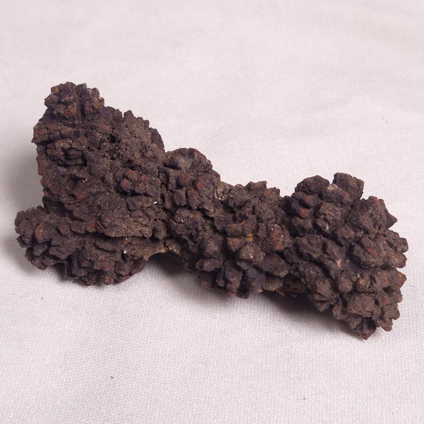 COPROLITE (FOSSILISED POO), Eocene, Madagascar XCF003