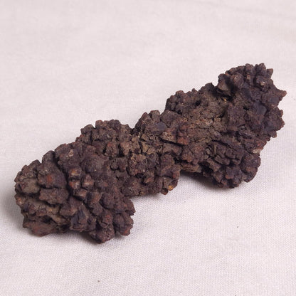 COPROLITE (FOSSILISED POO), Eocene, Madagascar XCF003