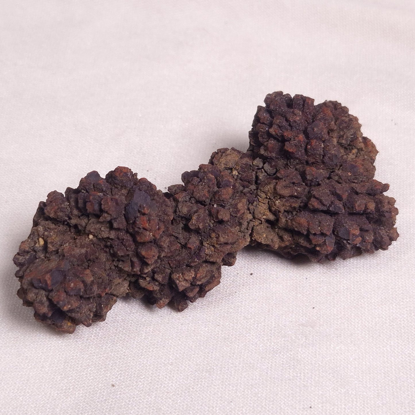COPROLITE (FOSSILISED POO), Eocene, Madagascar XCF003