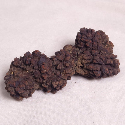COPROLITE (FOSSILISED POO), Eocene, Madagascar XCF003