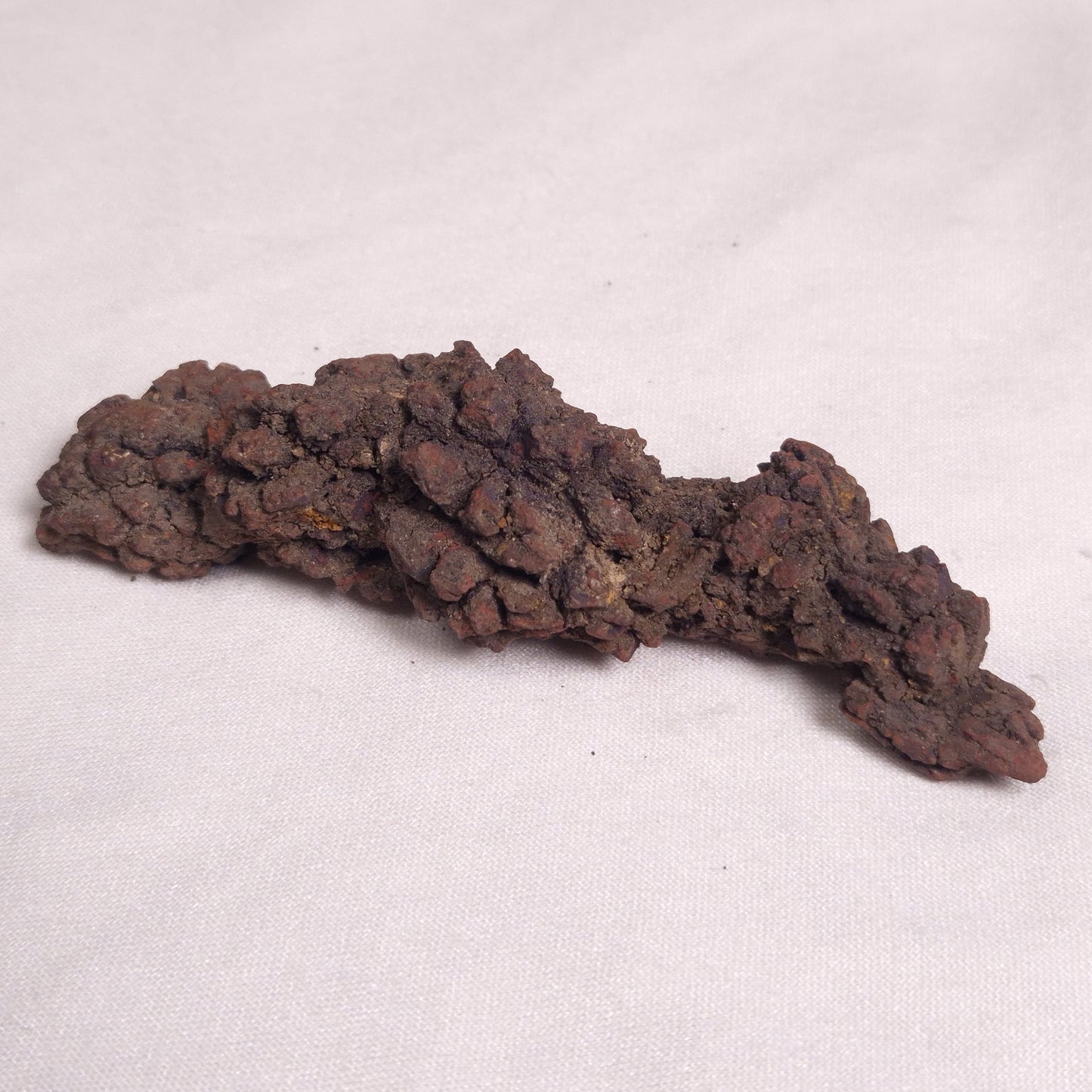 COPROLITE (FOSSILISED POO), Eocene, Madagascar XCF004