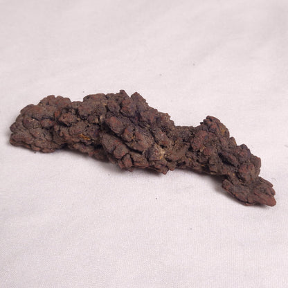 COPROLITE (FOSSILISED POO), Eocene, Madagascar XCF004