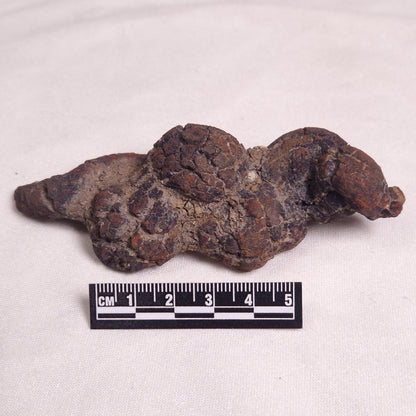 COPROLITE (FOSSILISED POO), Eocene, Madagascar XCF005