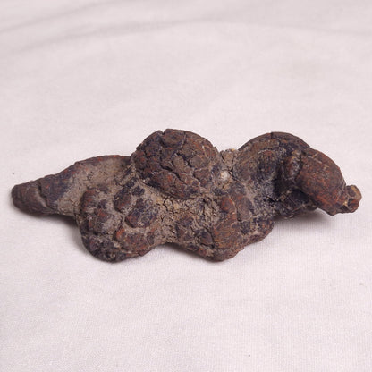 COPROLITE (FOSSILISED POO), Eocene, Madagascar XCF005
