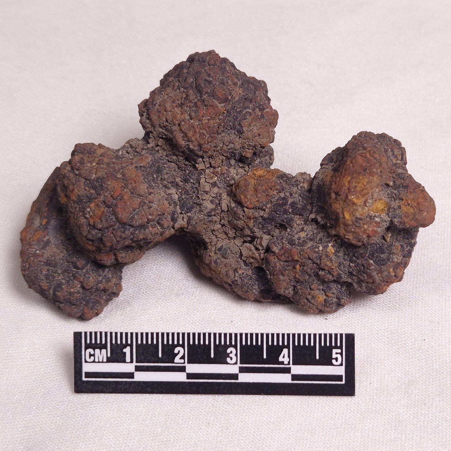 COPROLITE (FOSSILISED POO), Eocene, Madagascar XCF006