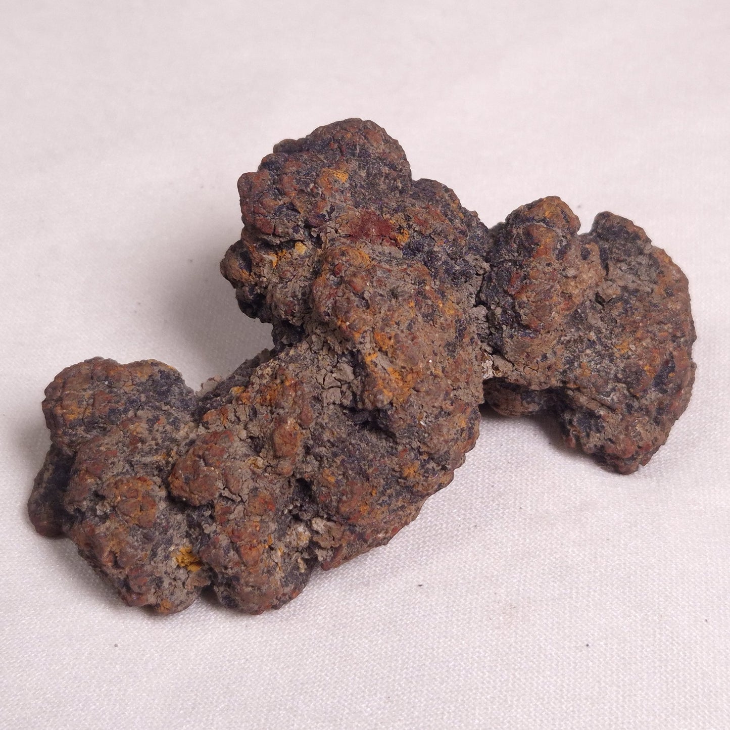 COPROLITE (FOSSILISED POO), Eocene, Madagascar XCF006
