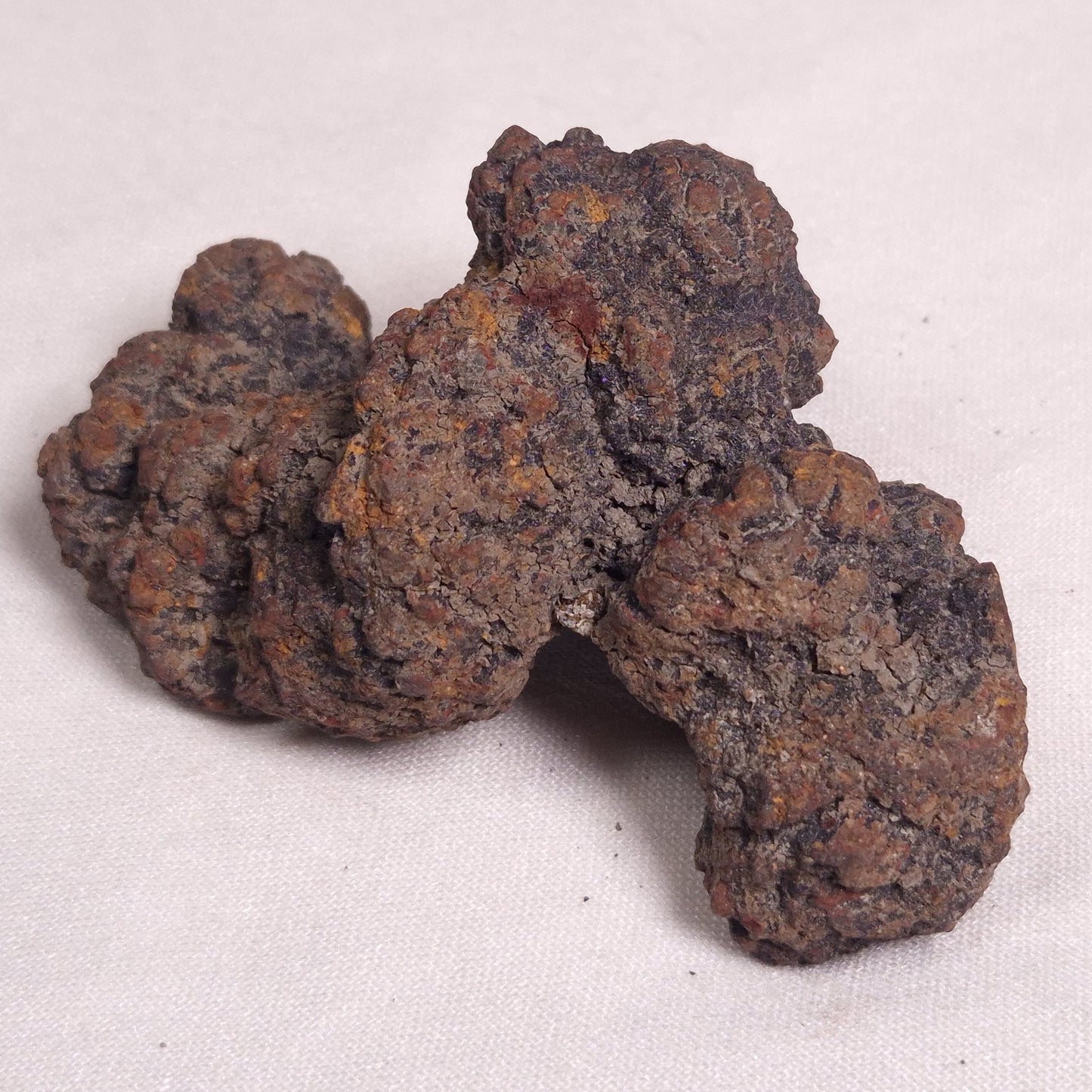 COPROLITE (FOSSILISED POO), Eocene, Madagascar XCF006