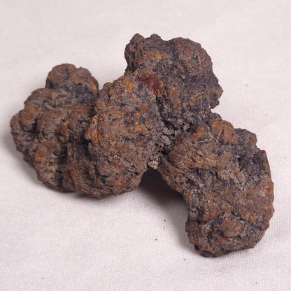 COPROLITE (FOSSILISED POO), Eocene, Madagascar XCF006