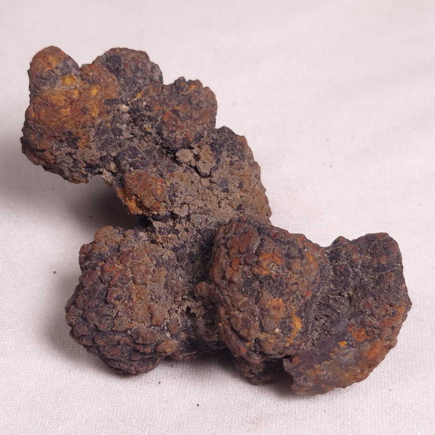 COPROLITE (FOSSILISED POO), Eocene, Madagascar XCF006