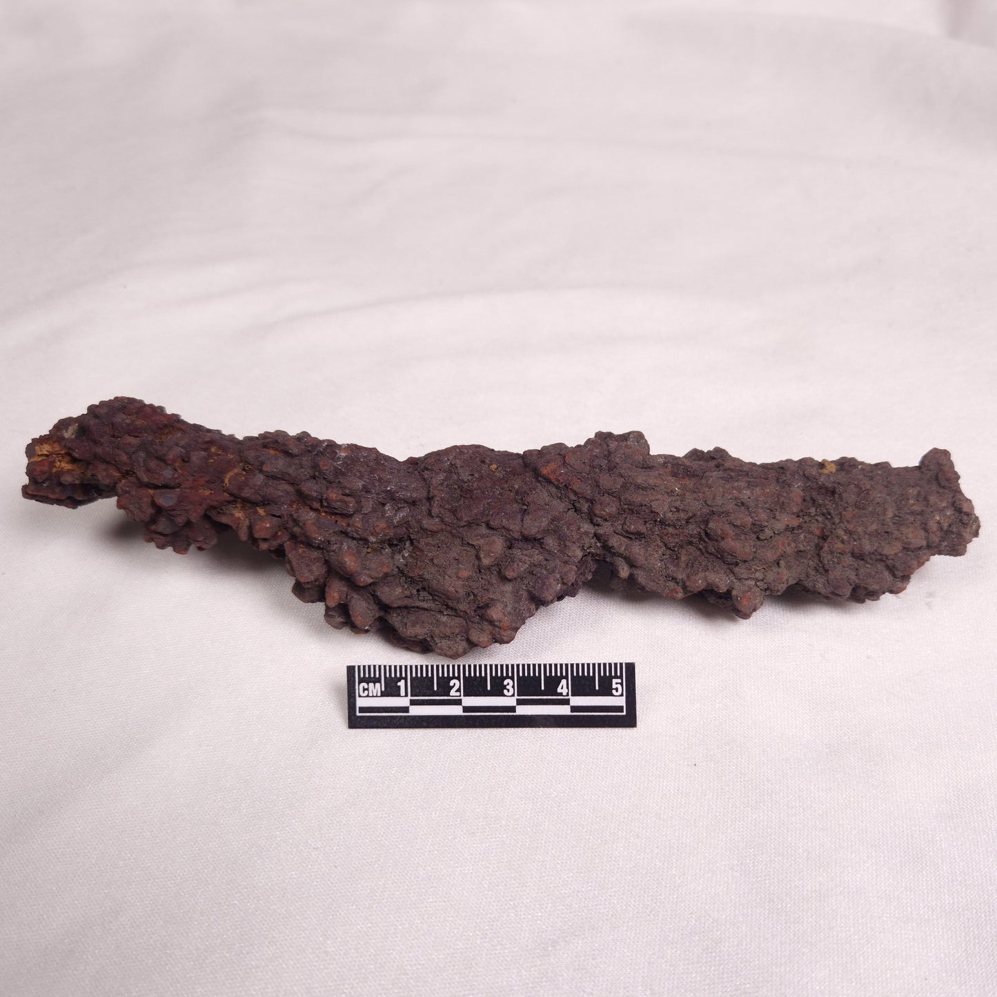 COPROLITE (FOSSILISED POO), Eocene, Madagascar XCF007