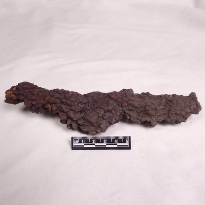 COPROLITE (FOSSILISED POO), Eocene, Madagascar XCF007