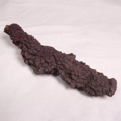 COPROLITE (FOSSILISED POO), Eocene, Madagascar XCF007