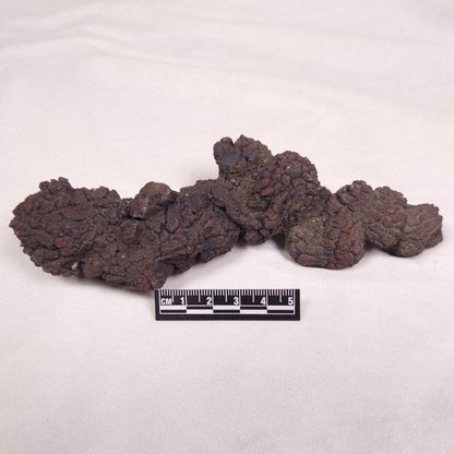 COPROLITE (FOSSILISED POO), Eocene, Madagascar XCF008