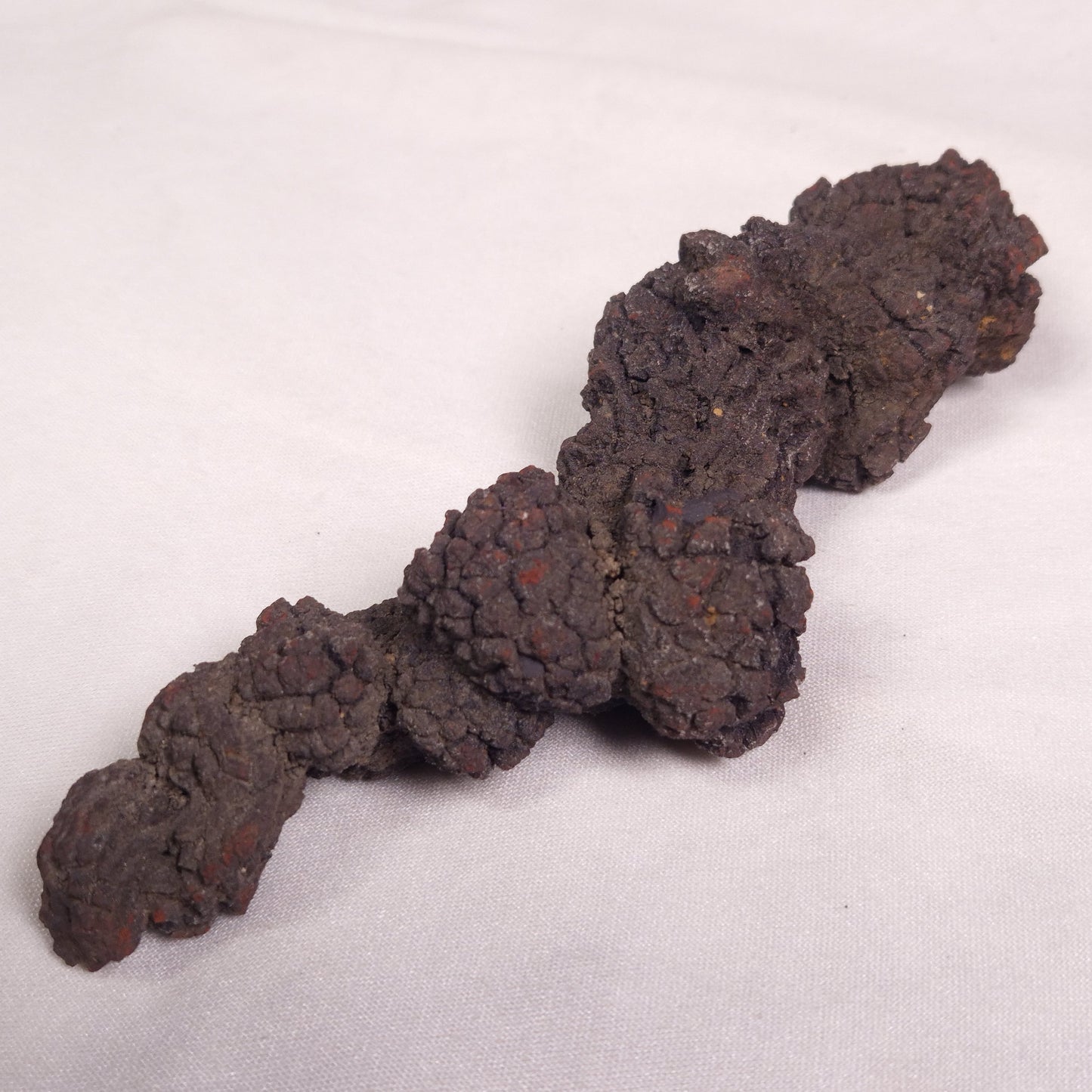 COPROLITE (FOSSILISED POO), Eocene, Madagascar XCF008