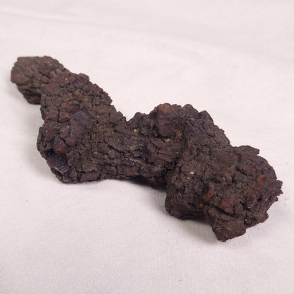 COPROLITE (FOSSILISED POO), Eocene, Madagascar XCF008