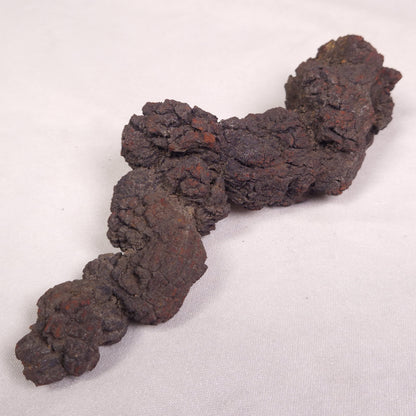 COPROLITE (FOSSILISED POO), Eocene, Madagascar XCF008
