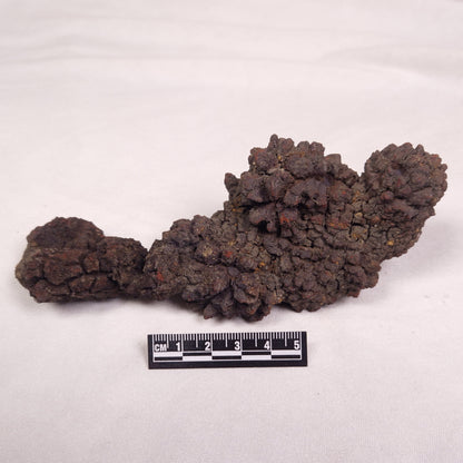 COPROLITE (FOSSILISED POO), Eocene, Madagascar XCF009