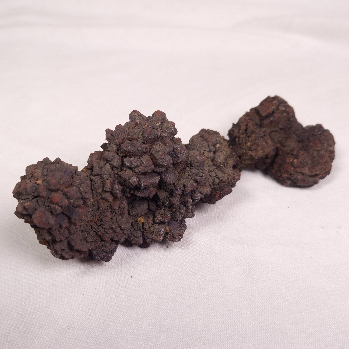 COPROLITE (FOSSILISED POO), Eocene, Madagascar XCF009