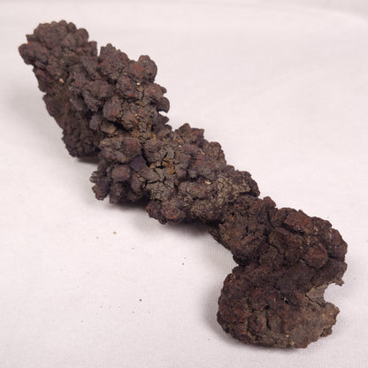 COPROLITE (FOSSILISED POO), Eocene, Madagascar XCF009