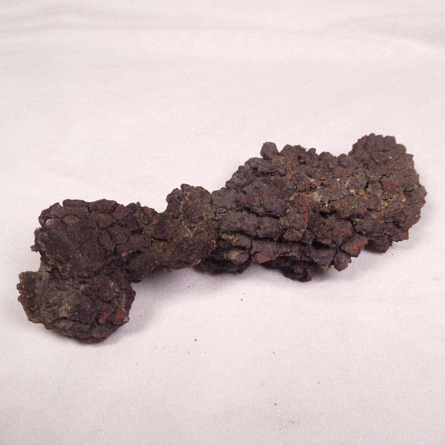COPROLITE (FOSSILISED POO), Eocene, Madagascar XCF009