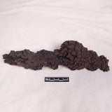 COPROLITE (FOSSILISED POO), Eocene, Madagascar XCF011